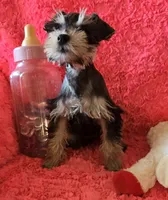 Heidi, a female Miniature Schnauzer for sale in Kit Carson, CO – 1 of 10