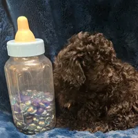 Franklin, a male Peekapoo for sale in Kit Carson, CO – 7 of 10