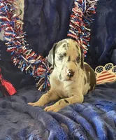 Goliath, a male Great Dane for sale in Kit Carson, CO – 9 of 10