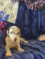 Goliath, a male Great Dane for sale in Kit Carson, CO – 6 of 10