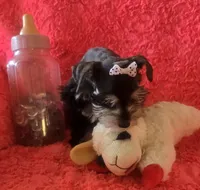 Heidi, a female Miniature Schnauzer for sale in Kit Carson, CO – 9 of 10