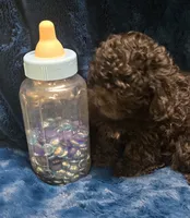 Franklin, a male Peekapoo for sale in Kit Carson, CO – 3 of 10