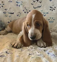 Henry, a male Basset Hound for sale in Kit Carson, CO – 7 of 7