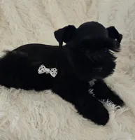 Pepper, a female Miniature Schnauzer for sale in Kit Carson, CO – 9 of 10