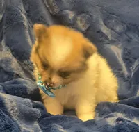 Oso, a male Pomeranian for sale in Kit Carson, CO – 4 of 8