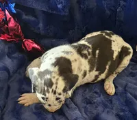 Goliath, a male Great Dane for sale in Kit Carson, CO – 3 of 10