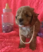 Daisy, a female Cockapoo for sale in Kit Carson, CO – 5 of 5