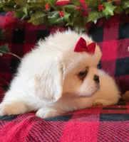 Snowball, a female Pekingese for sale in Kit Carson, CO – Photo 8 of 10