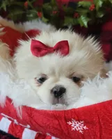 Snowball, a female Pekingese for sale in Kit Carson, CO – Photo 4 of 10