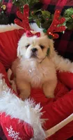 Snowball, a female Pekingese for sale in Kit Carson, CO – Photo 1 of 10