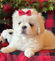Snowball, a female Pekingese for sale in Kit Carson, CO – Photo 6 of 10