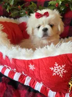 Snowball, a female Pekingese for sale in Kit Carson, CO – Photo 3 of 10