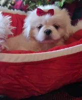 Snowball, a female Pekingese for sale in Kit Carson, CO – Photo 5 of 10