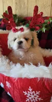 Snowball, a female Pekingese for sale in Kit Carson, CO – Photo 2 of 10