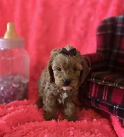 Molly, a female Cockapoo for sale in Kit Carson, CO – 4 of 10