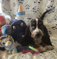 Otis, a male Basset Hound for sale in Kit Carson, CO – 3 of 10