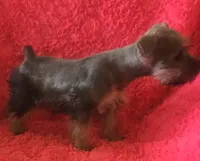 Schatzie, a female Miniature Schnauzer for sale in Kit Carson, CO – 8 of 10