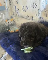 Teddy, a male Cockapoo for sale in Kit Carson, CO – 3 of 10