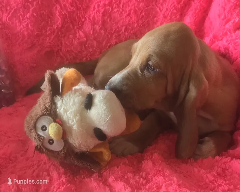 Dolly – Basset Hound puppy for sale in Kit Carson, CO