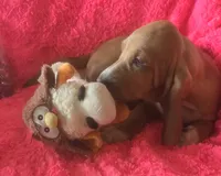 Dolly, a female Basset Hound for sale in Kit Carson, CO – 1 of 10