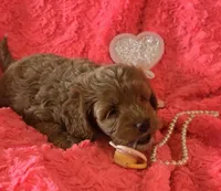 Winnie, a female Cockapoo for sale in Kit Carson, CO – 6 of 10