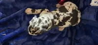 Atlas, a male Great Dane for sale in Kit Carson, CO – 7 of 10
