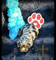 Milo, a male Cocker Spaniel for sale in Kit Carson, CO – 3 of 5