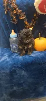 Freddy, a male Peekapoo for sale in Kit Carson, CO – 2 of 7