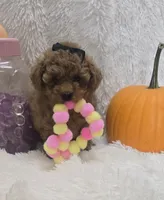 Juliet, a female Poodle - Toy  for sale in Kit Carson, CO – 9 of 10