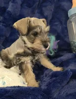 Gus, a male Miniature Schnauzer for sale in Kit Carson, CO – 9 of 10