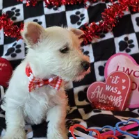 Angus, a male West Highland White Terrier for sale in Kit Carson, CO – Photo 4 of 9