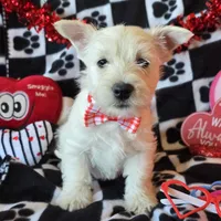 Angus, a male West Highland White Terrier for sale in Kit Carson, CO – Photo 5 of 9
