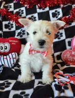 Angus, a male West Highland White Terrier for sale in Kit Carson, CO – Photo 5 of 9