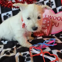 Angus, a male West Highland White Terrier for sale in Kit Carson, CO – Photo 7 of 9