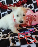 Angus, a male West Highland White Terrier for sale in Kit Carson, CO – Photo 7 of 9