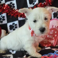 Angus, a male West Highland White Terrier for sale in Kit Carson, CO – Photo 9 of 9