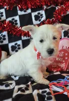 Angus, a male West Highland White Terrier for sale in Kit Carson, CO – Photo 9 of 9