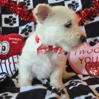 Angus, a male West Highland White Terrier for sale in Kit Carson, CO – Photo 2 of 9