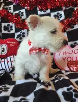 Angus, a male West Highland White Terrier for sale in Kit Carson, CO – Photo 2 of 9
