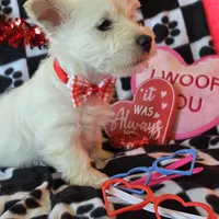 Angus, a male West Highland White Terrier for sale in Kit Carson, CO – Photo 8 of 9
