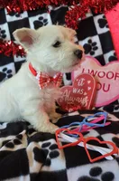 Angus, a male West Highland White Terrier for sale in Kit Carson, CO – Photo 8 of 9