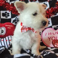 Angus, a male West Highland White Terrier for sale in Kit Carson, CO – Photo 1 of 9