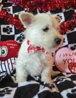 Angus, a male West Highland White Terrier for sale in Kit Carson, CO – Photo 1 of 9