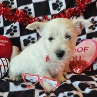 Angus, a male West Highland White Terrier for sale in Kit Carson, CO – Photo 3 of 9