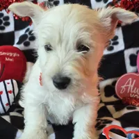 Angus, a male West Highland White Terrier for sale in Kit Carson, CO – Photo 6 of 9
