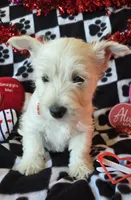 Angus, a male West Highland White Terrier for sale in Kit Carson, CO – Photo 6 of 9