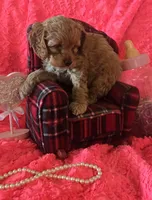 Hazel, a female Cockapoo for sale in Kit Carson, CO – 2 of 10