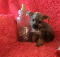 Schatzie, a female Miniature Schnauzer for sale in Kit Carson, CO – 3 of 10