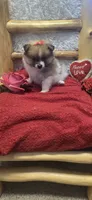 Tika, a female Pomeranian for sale in Kit Carson, CO – 3 of 5