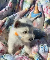 Jasper, a male West Highland White Terrier for sale in Kit Carson, CO – 6 of 6